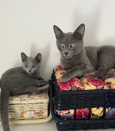 adorabili blu di russia di razza pura in adozione