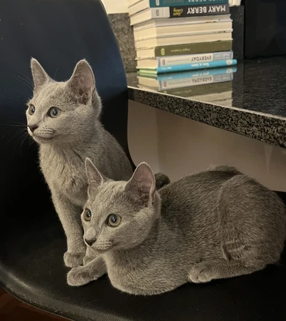 adorabili blu di russia di razza pura in adozione | Foto 1