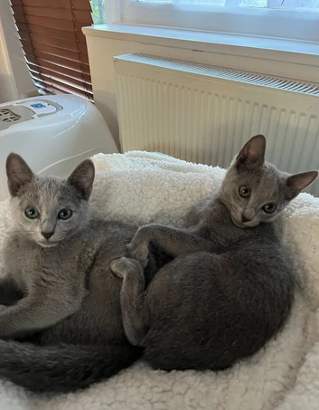 adorabili blu di russia di razza pura in adozione | Foto 0