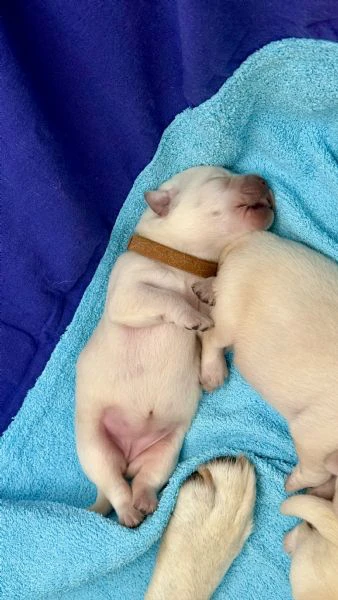 cuccioli labrador miele | Foto 5