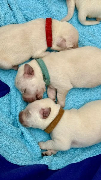 cuccioli labrador miele | Foto 4