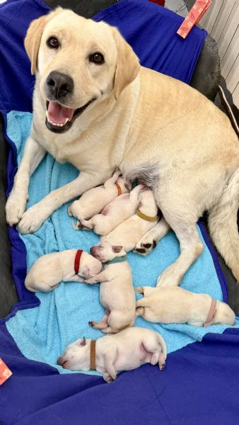 cuccioli labrador miele