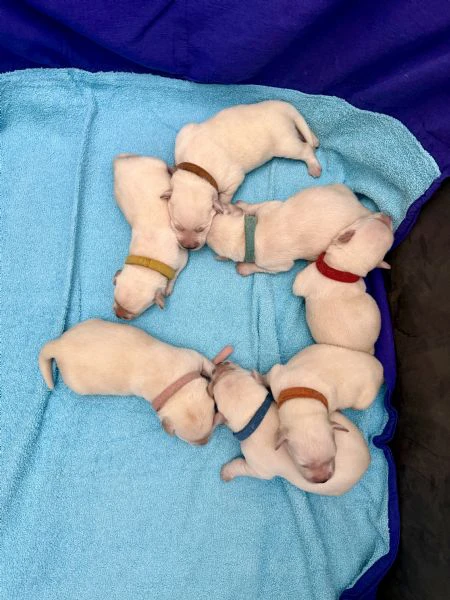 cuccioli labrador miele | Foto 3