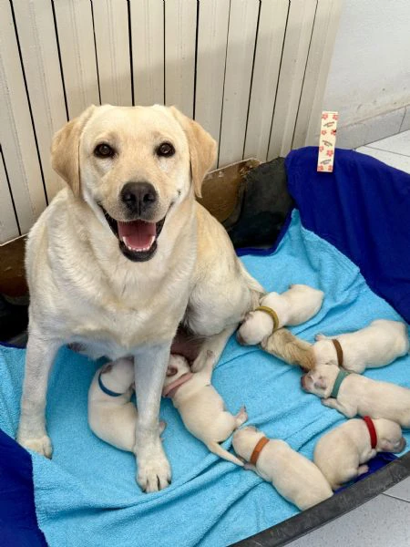 cuccioli labrador miele | Foto 2