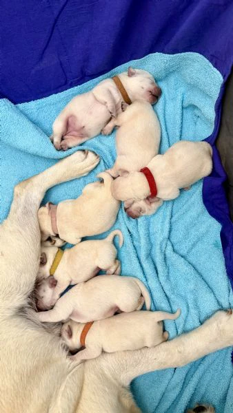 cuccioli labrador miele | Foto 1