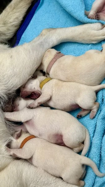 cuccioli labrador miele | Foto 0