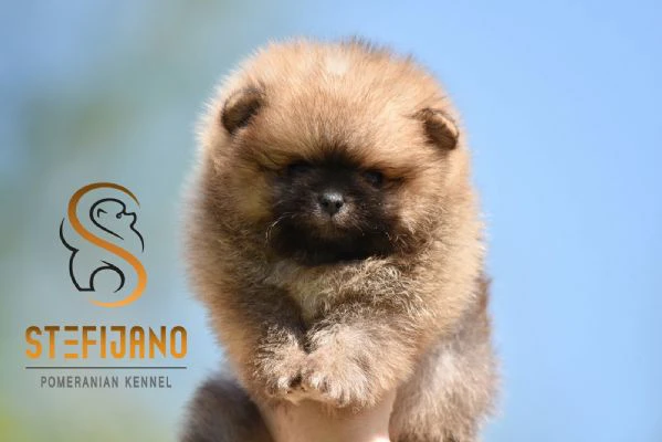 pomeranian boo – splendidi cuccioli | Foto 3