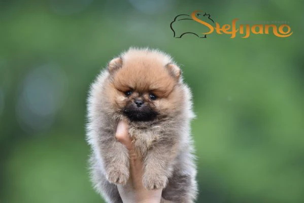 pomeranian boo – splendidi cuccioli | Foto 2