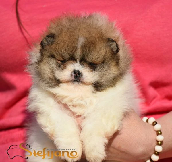 pomeranian boo – splendidi cuccioli | Foto 1