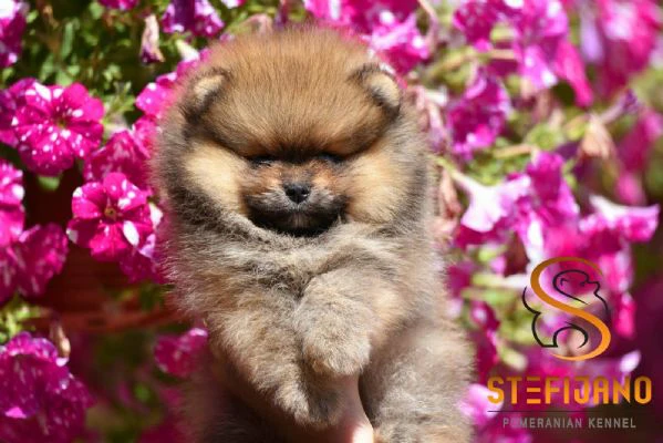 pomeranian boo – splendidi cuccioli | Foto 0