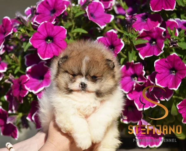 pomeranian boo – splendidi cuccioli