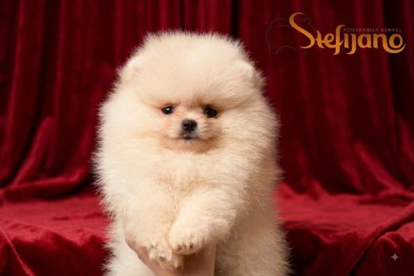 pomerania boo orsetti, spitz di pomerania – cuccioli
