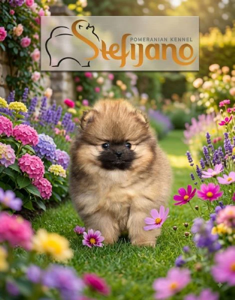 pomerania boo orsetti, spitz di pomerania – cuccioli | Foto 4