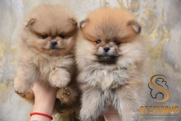 pomerania boo orsetti, spitz di pomerania – cuccioli | Foto 3