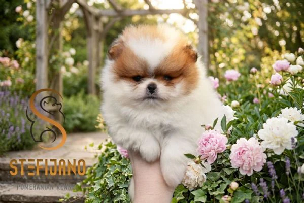 pomerania boo orsetti, spitz di pomerania – cuccioli | Foto 2