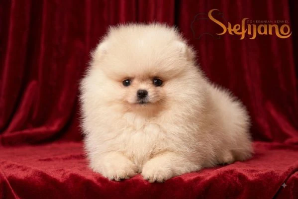 pomerania boo orsetti, spitz di pomerania – cuccioli | Foto 1