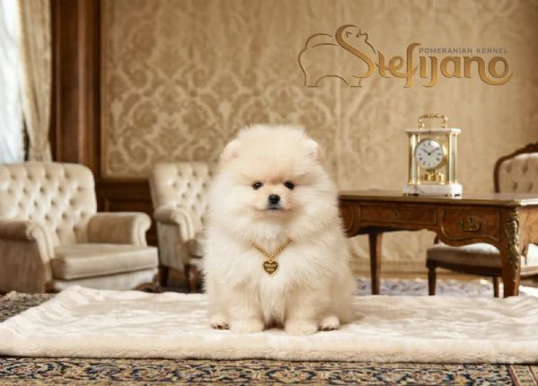 pomerania boo orsetti, spitz di pomerania – cuccioli | Foto 0