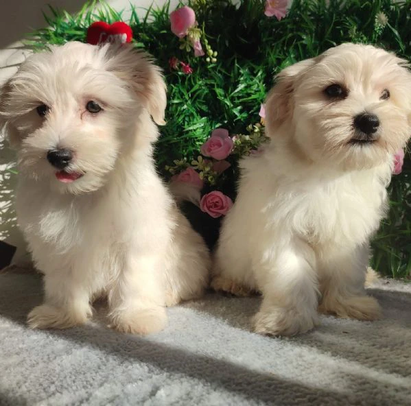 maltese – splendidi cuccioli | Foto 3