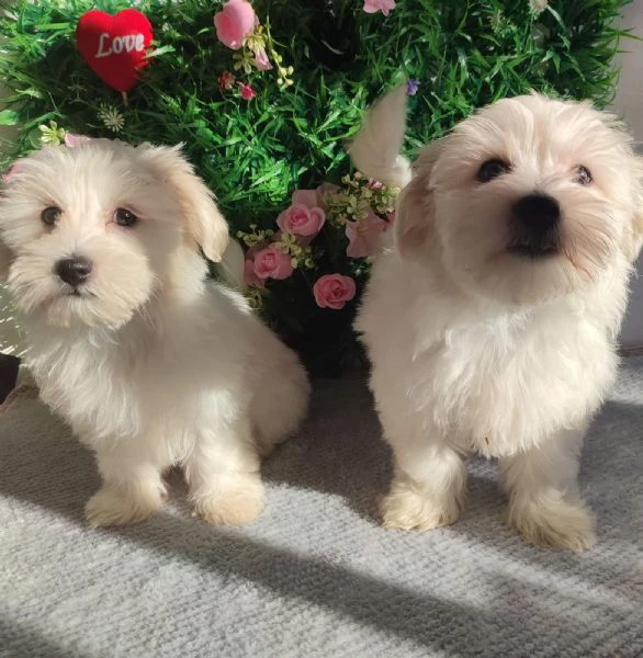 maltese – splendidi cuccioli | Foto 2