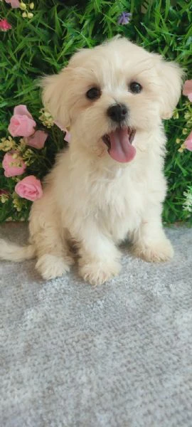 maltese – splendidi cuccioli | Foto 1