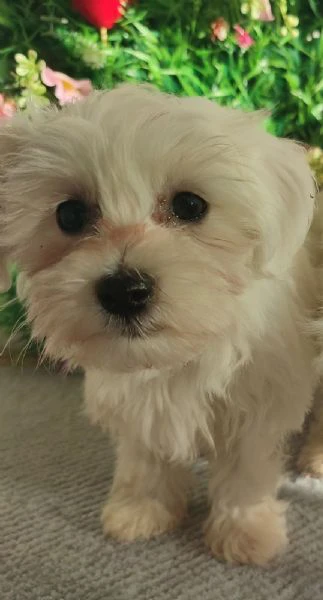 maltese – splendidi cuccioli | Foto 0