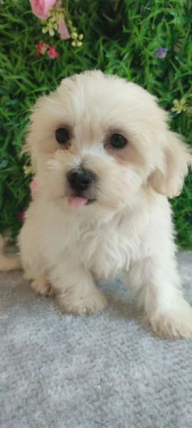 maltese – splendidi cuccioli
