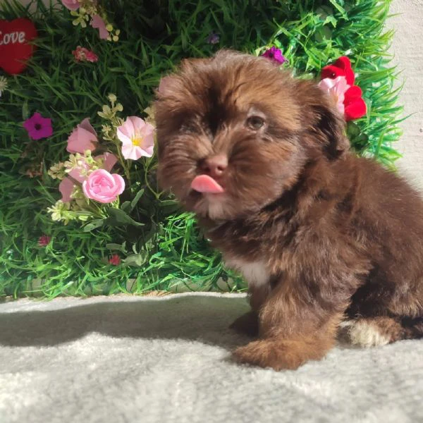 bolonka zwetna cuccioli | Foto 1