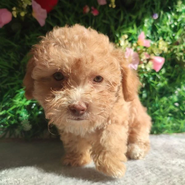 bolonka zwetna cuccioli | Foto 0
