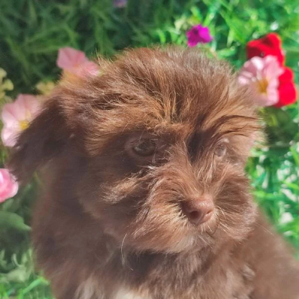 bolonka zwetna e maltese – cuccioli | Foto 3