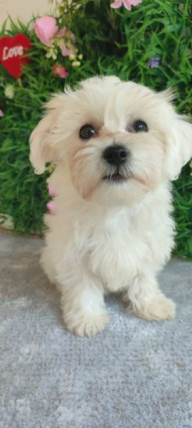 bolonka zwetna e maltese – cuccioli | Foto 2