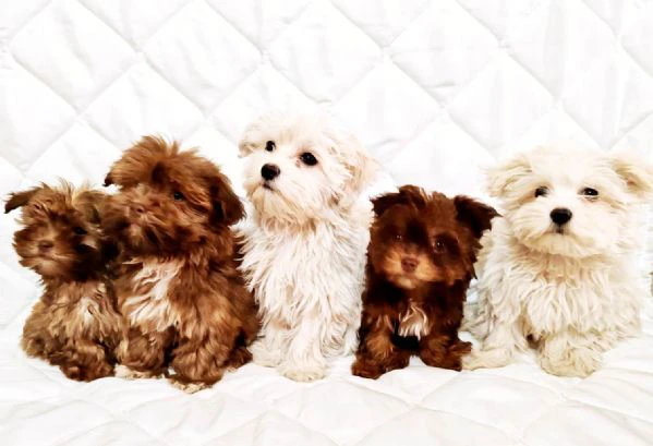 bolonka zwetna e maltese – cuccioli