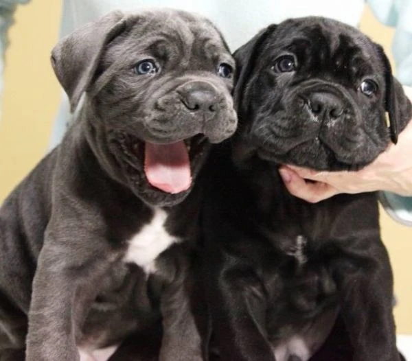 cane corso – nuova cucciolata | Foto 6