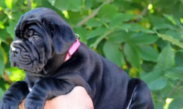 cane corso – nuova cucciolata | Foto 5