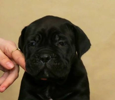 cane corso – nuova cucciolata | Foto 4
