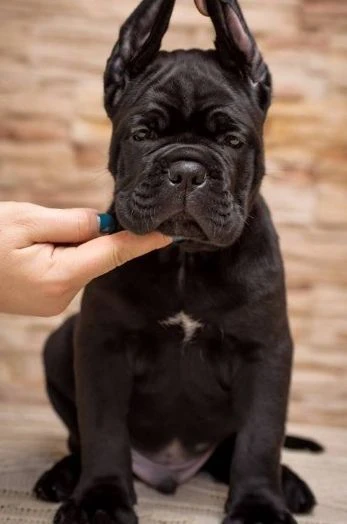 cane corso – nuova cucciolata | Foto 3
