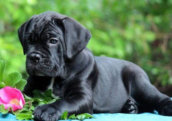 cane corso – nuova cucciolata | Foto 2