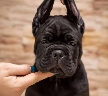 cane corso – nuova cucciolata