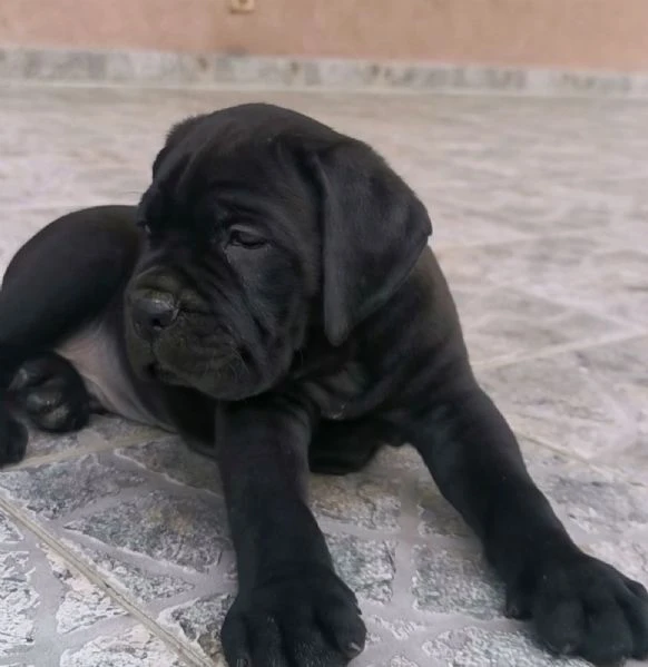 cane corso – nuova cucciolata | Foto 1