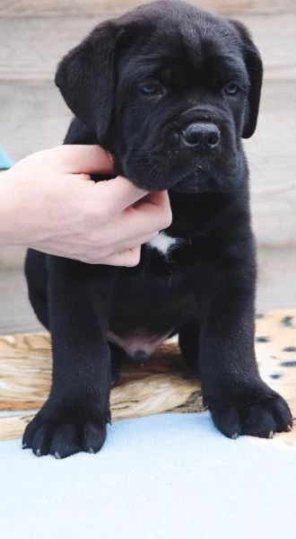 cane corso – nuova cucciolata | Foto 0
