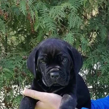 cane corso cuccioli – nuova cucciolata | Foto 6