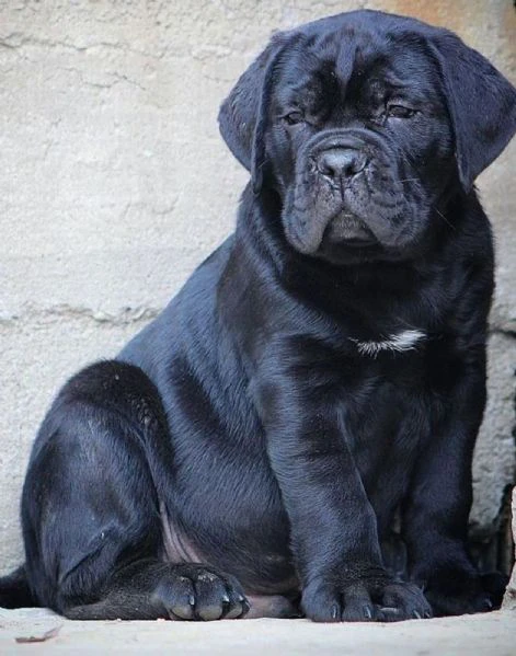 cane corso cuccioli – nuova cucciolata | Foto 5