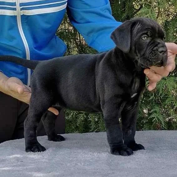 cane corso cuccioli – nuova cucciolata
