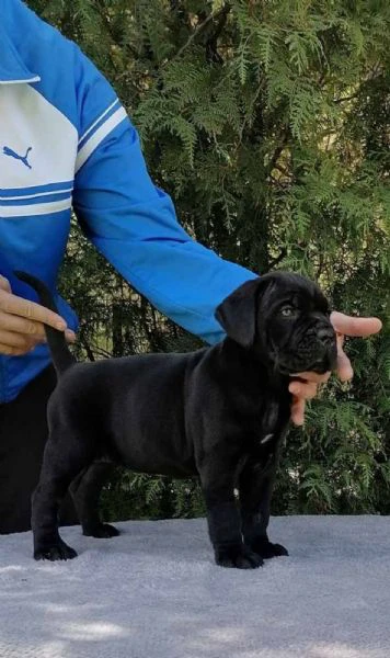 cane corso cuccioli – nuova cucciolata | Foto 4