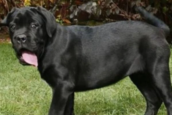 cane corso cuccioli – nuova cucciolata | Foto 3
