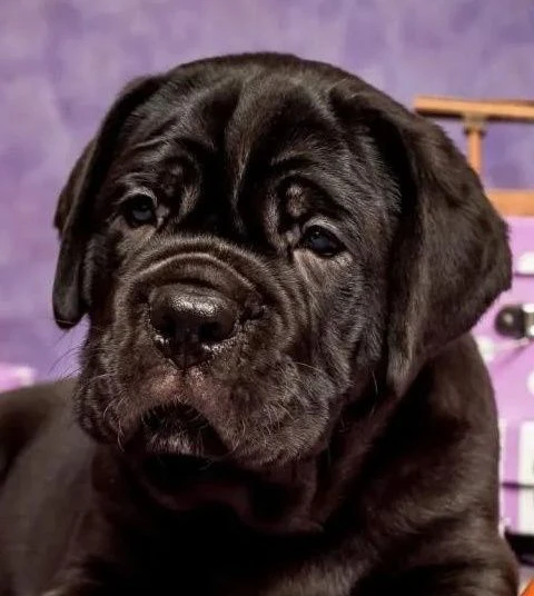 cane corso cuccioli – nuova cucciolata | Foto 2
