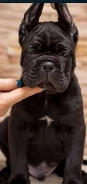 cane corso cuccioli – nuova cucciolata | Foto 1