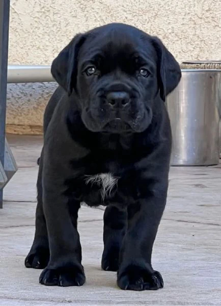 cane corso cuccioli – nuova cucciolata | Foto 0