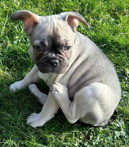 bouledogue francesi di alta genealogia | Foto 0