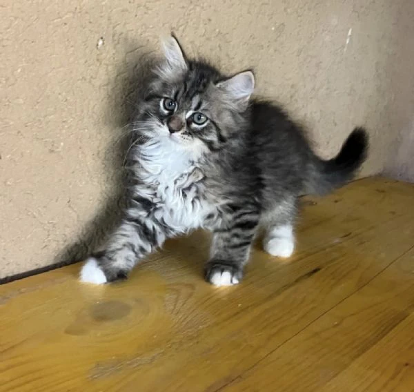 cucciole di gatto siberiano ipoallergenico