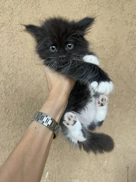 cucciole di gatto siberiano ipoallergenico | Foto 1